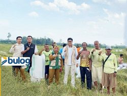 BULOG KONAWE SERAP 2.700 TON GABAH, KEPALA BULOG: KAMI HARAP DUKUNGAN PETANI DAN PENGGILINGAN