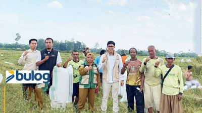 BULOG KONAWE SERAP 2.700 TON GABAH, KEPALA BULOG: KAMI HARAP DUKUNGAN PETANI DAN PENGGILINGAN