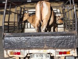 Satreskrim Polres Konawe Berhasil Ungkap Kasus Pencurian Belasan Hewan Ternak Sapi